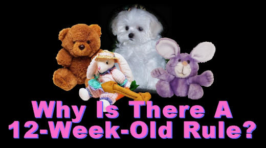 Why does a Maltese puppy need to be 12 weeks old before going to a new home?? No "reputable" Maltese breeder is going to sell you a Maltese puppy that is under 12 weeks old!!!! - AKC Breeders of Maltese puppies and Maltese Show dogs with information about Maltese breeders, Maltese puppies, Maltese dogs, Teacup Maltese puppies, Tcup Maltese puppies, T-cup Maltese puppies, and other Maltese dog and Maltese puppy information