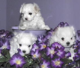 Foxstone Maltese 5 week old puppies - Maltese Dog and Puppy Size/Weight...does it matter??