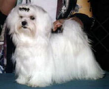 Cruiser as an 8 month old Maltese puppy taking his first points towards his championship