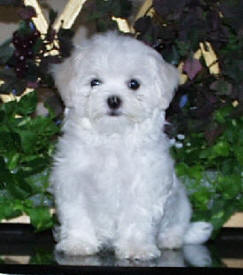 Foxstone Maltese 10 week old puppy - Maltese Dog and Puppy Size/Weight...does it matter??