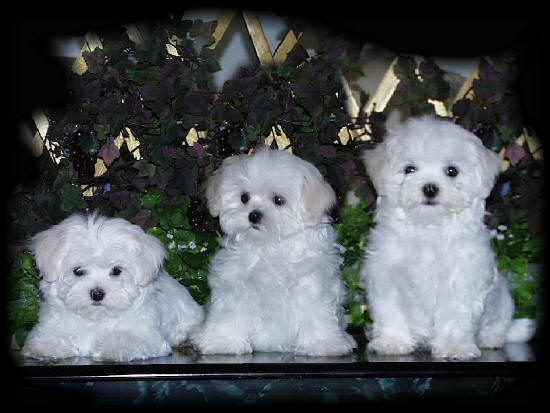 Maltese Puppies, Maltese puppy, Maltese puppy breeders, Maltese breeders, AKC Maltese puppies