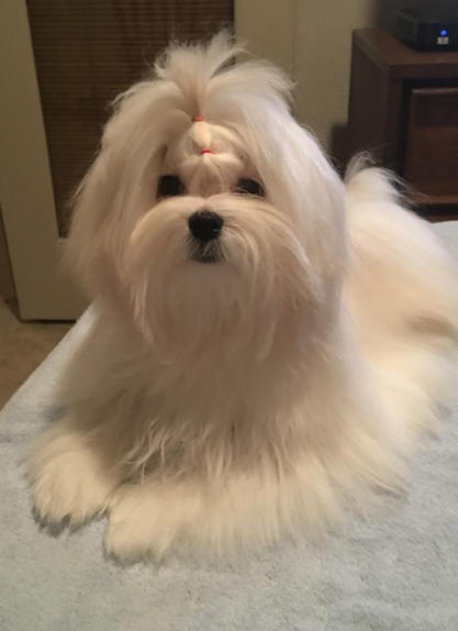 maltese puppies for sale near me