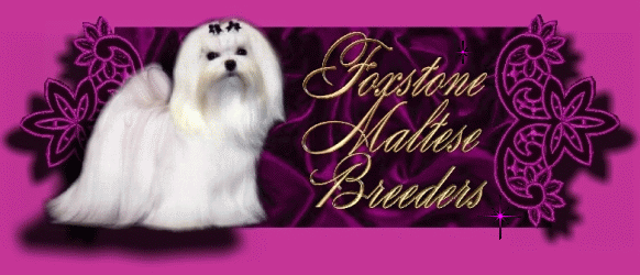 Maltese puppy breeder, breeder, dog breeders, maltese breeder, maltese breeders