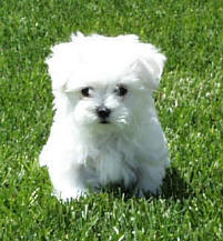 Foxstone Maltese 8 week old puppy - Maltese Dog and Puppy Size/Weight...does it matter??