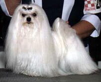 Vanity the show dog - Maltese Show Dog Versus Maltese Pet dog.....What is the difference?