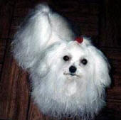 Vanity as an 8 month old Maltese puppy