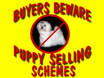 Stolen Pictures from personal websites are being used in puppy selling schemes on puppy selling websites such as Puppyfind.com