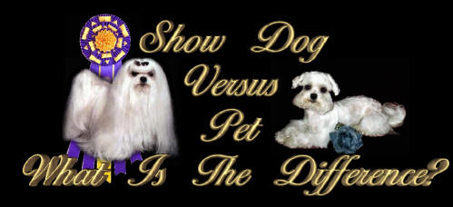Maltese Show Dog Versus Maltese Pet dog.....What is the difference?