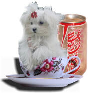 The term "teacup/tcup/t-cup Maltese" has become a sales ploy to charge more moneyTeacup/tcup/t-cup Maltese, Micro-Teacup Maltese, Micro-Mini Maltese, Toy Maltese are just a few terms to sell non-standard representatives of the breed to the unsuspecting general public. Dont fall prey to a sales ploy!!! Be informed!!!.....teacup maltese,tcup maltese,t-cup maltese,micro-mini maltese,toy maltese,micro maltese,micro-mini maltese,maltipoo,malti-poo,poo,designer dogs,teddy bear puppy,teddybears puppy, teacup/tcup/t-cup maltese puppy,teacup/tcup/t-cup maltese breeders,registered teacup/tcup/t-cup maltese puppies,teacup/tcup/t-cup maltese puppies for sale,teacupmaltese dogs for sale
