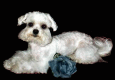 Vanity the pet dog - Maltese Show Dog Versus Maltese Pet dog.....What is the difference?